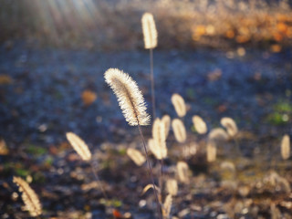 枯れたエノコログサ