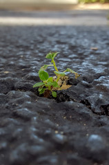 Nature vs man: weeds growing through pavement