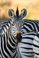 Vertical portrait of a zebra with other zebras and sunlit grass in the background, Botswana, Africa
