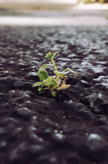 Weeds growing through cracks in pavement.