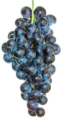grappe de raisin rouge 