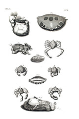 Illustration of a crab