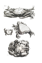 Illustration of a crab