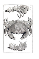 Illustration of a crab