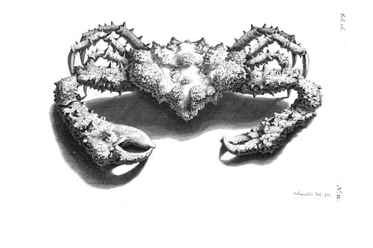 recommend clip art: Illustration of a crab