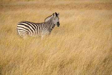 Portrait of a zebra in the tall dried winter grasses of the Okavango Delta, Botswana, Africa  