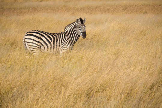 Fototapeta Portrait of a zebra in the tall dried winter grasses of the Okavango Delta, Botswana, Africa  