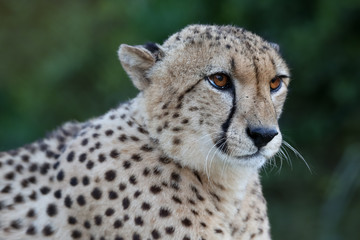 Cheetah Wild Cat Portrait