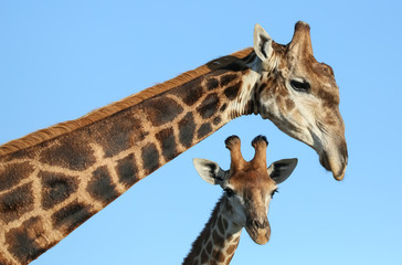Giraffes against Blue Sky Background