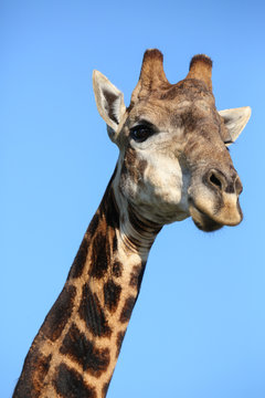 Giraffe Portrait against Blue Sky