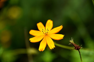 Close up yellow flower in the Garden