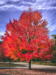 red fall tree