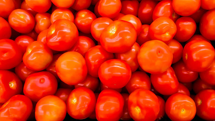 Tomatoes at a farmers vegetable market ready to be sold