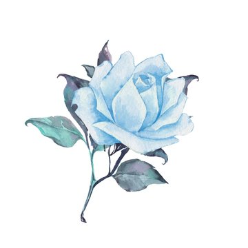 Single blue rose. Watercolor illustration 