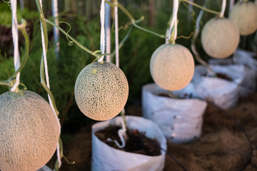Cantaloup green melon growing in farm
