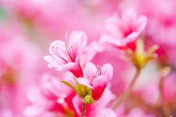 Obraz na płótnie Canvas Rhododendron Blüte close up