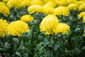yellow chrysanthemum. blooming aster flower in garden. flora field