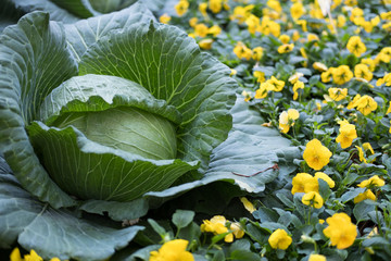 fresh sweet cabbage growing in vegetable garden
