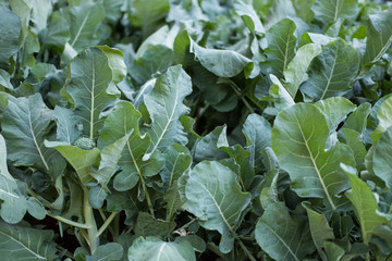 broccolini plant in field. broccoli growing in vegetable garden.