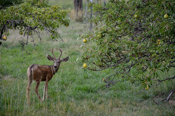 Obraz premium Mule deers eating pears in the orchard Capitol Reef National Park, Fruita, Utah