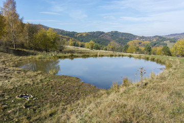 Small rainforest in landscape with colorful trees.