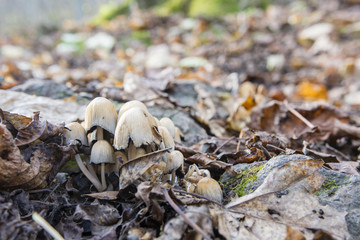 Unedged mushrooms growing between leaves and stones in autumn.
