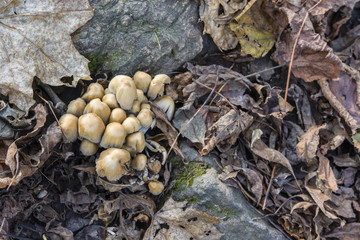 Unedged mushrooms growing between leaves and stones in autumn.