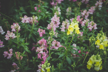 snapdragon flower in garden. blooming flora in park. yellow & pink blossom