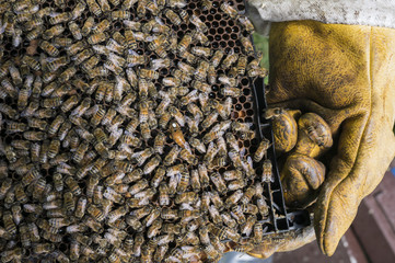 Beekeeping
