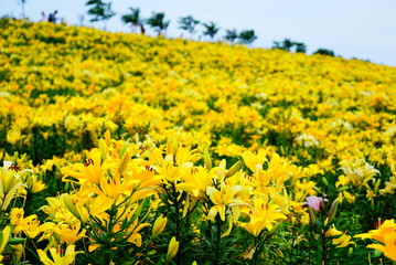 大阪舞洲のゆり