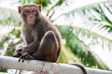 Monkey in forest park in Ubud - Bali Indonesia - animal background