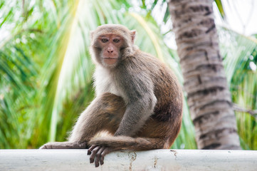 Naklejka na ściany i meble Monkey in forest park in Ubud - Bali Indonesia - animal background