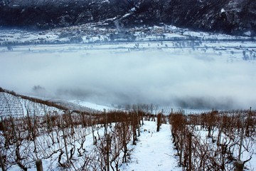Obraz premium vineyard