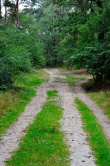 Fototapeta na wymiar Droga w zielonym lesie wśród drzew w pochmurny dzień.