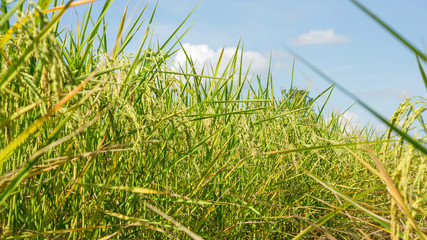 Close up of an ear rice plant in Thailand.