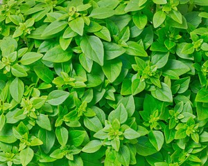 Greek Basil
