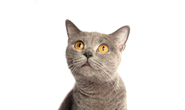 gray cat on the white background