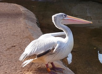 primer plano de pelicano en bioparc valencia