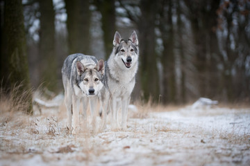 Fototapeta premium wolves in forrest in winter