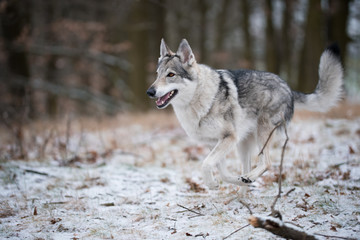 wolf in forrest in winter