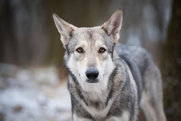 wolf in forrest in winter