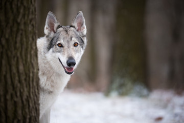 wolf in forrest in winter