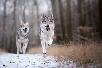 Fototapeta na wymiar wolves in forrest in winter