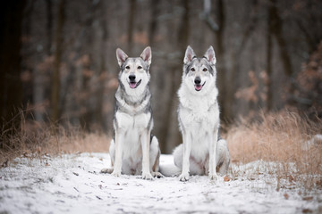 wolves in forrest in winter
