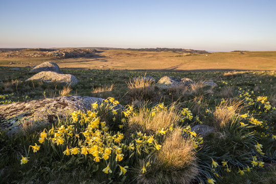 Prairie couverte de Narcisse jaune (Narcissus pseudonarcissus) appel&eacute; commun&eacute;ment Jonquille, Aubrac 