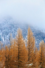 Obraz na płótnie Canvas Landscape image of winter scenery in Mala Fatra, Slovakia. Vertical image with a focus on orange trees and copy space above them.