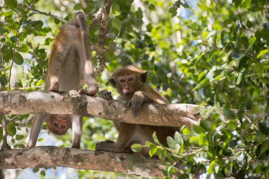 Ceylon-Hutaffe, Macaca sinica