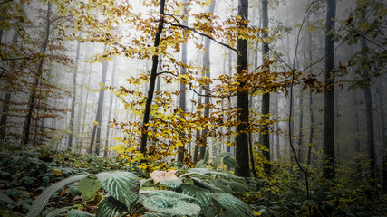 Autumn color explosion