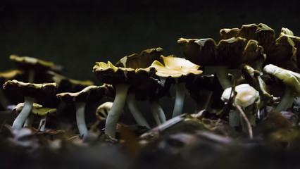 Autumn mushrooms in the evening