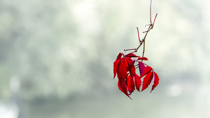 Autumn color explosion